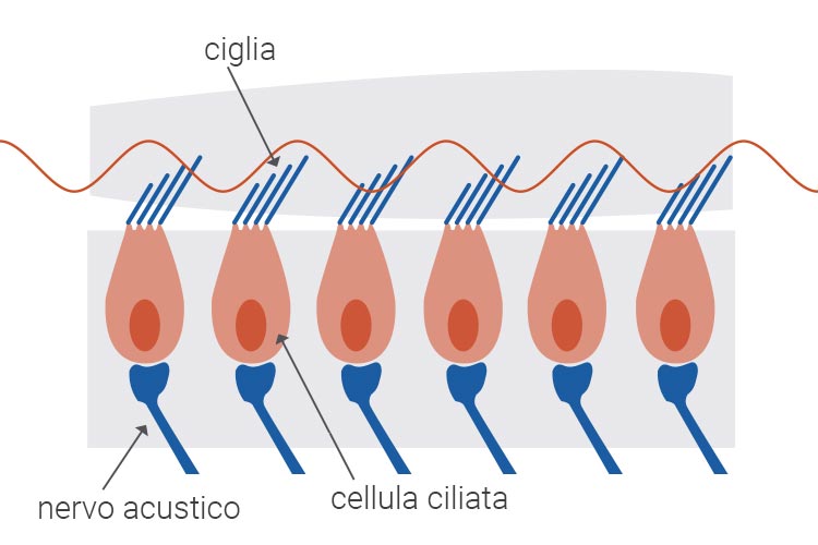cellula ciliata in salute