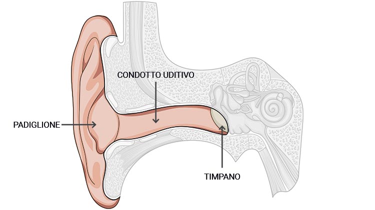orecchio esterno