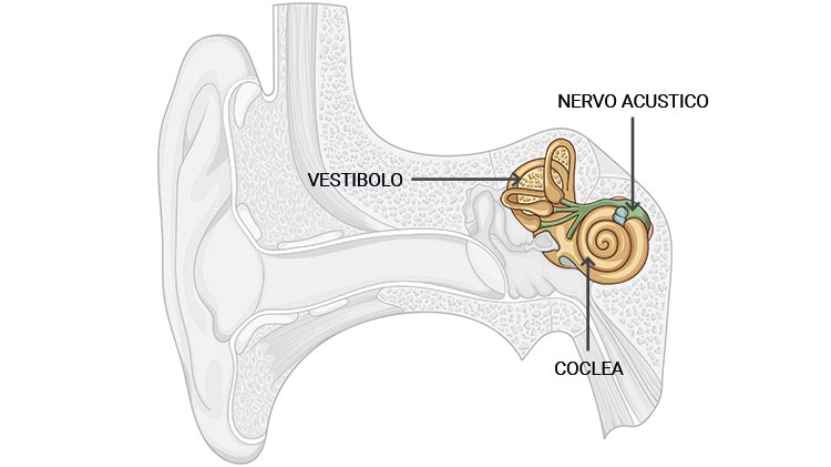 L' orecchio interno trasmette al cervello il suono ricevuto
            sotto forma di segnali nervosi