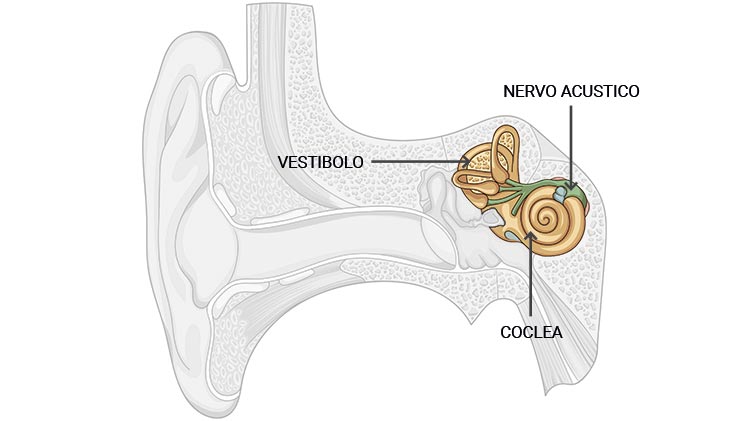 L' orecchio interno trasmette al cervello il suono ricevuto
            sotto forma di segnali nervosi