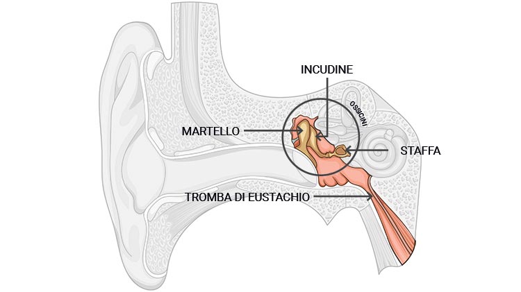 L' orecchio medio capta il suono trasmesso dal timpano per
            amplificarlo e trasmetterlo all'orecchio interno