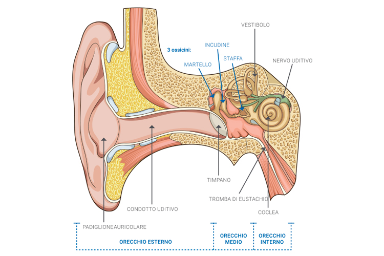 La struttura esterna e interna dell' orecchio
