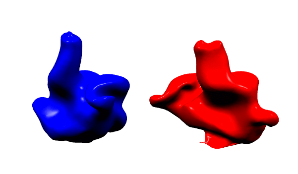 Risultato 3D della presa dell'impronta dell'orecchio dal tuo tecnico Cotral