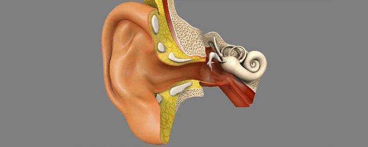 Come funziona l'
                                orecchio umano?